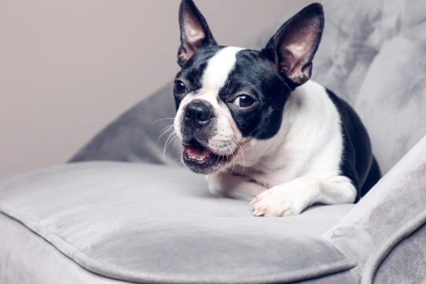 Hund Lucy, Chief Cuddle Officer bei COMPETO FairValue